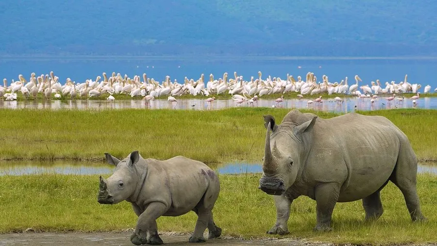 Lake Nakuru Adventure