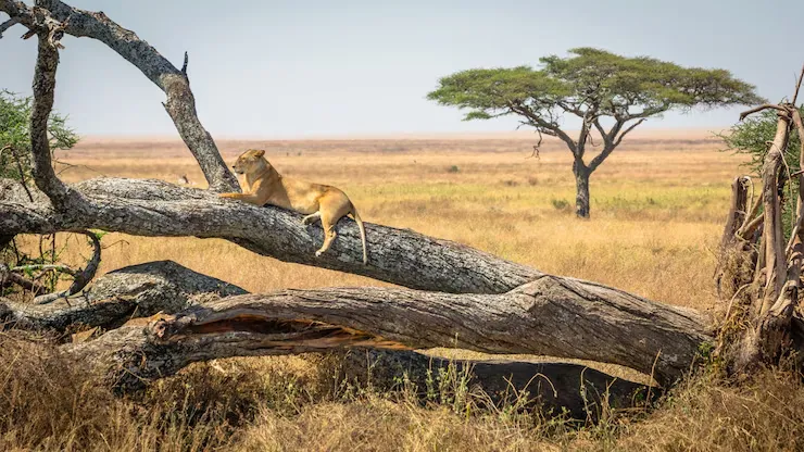 Tsavo East Wilderness Adventure