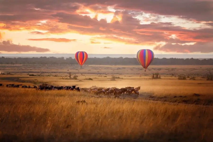 Proposal Safari Packages